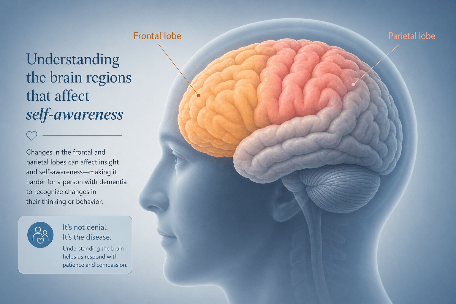 A side-view illustration of a human brain with the frontal lobe and parietal lobe highlighted in warm amber tones.
