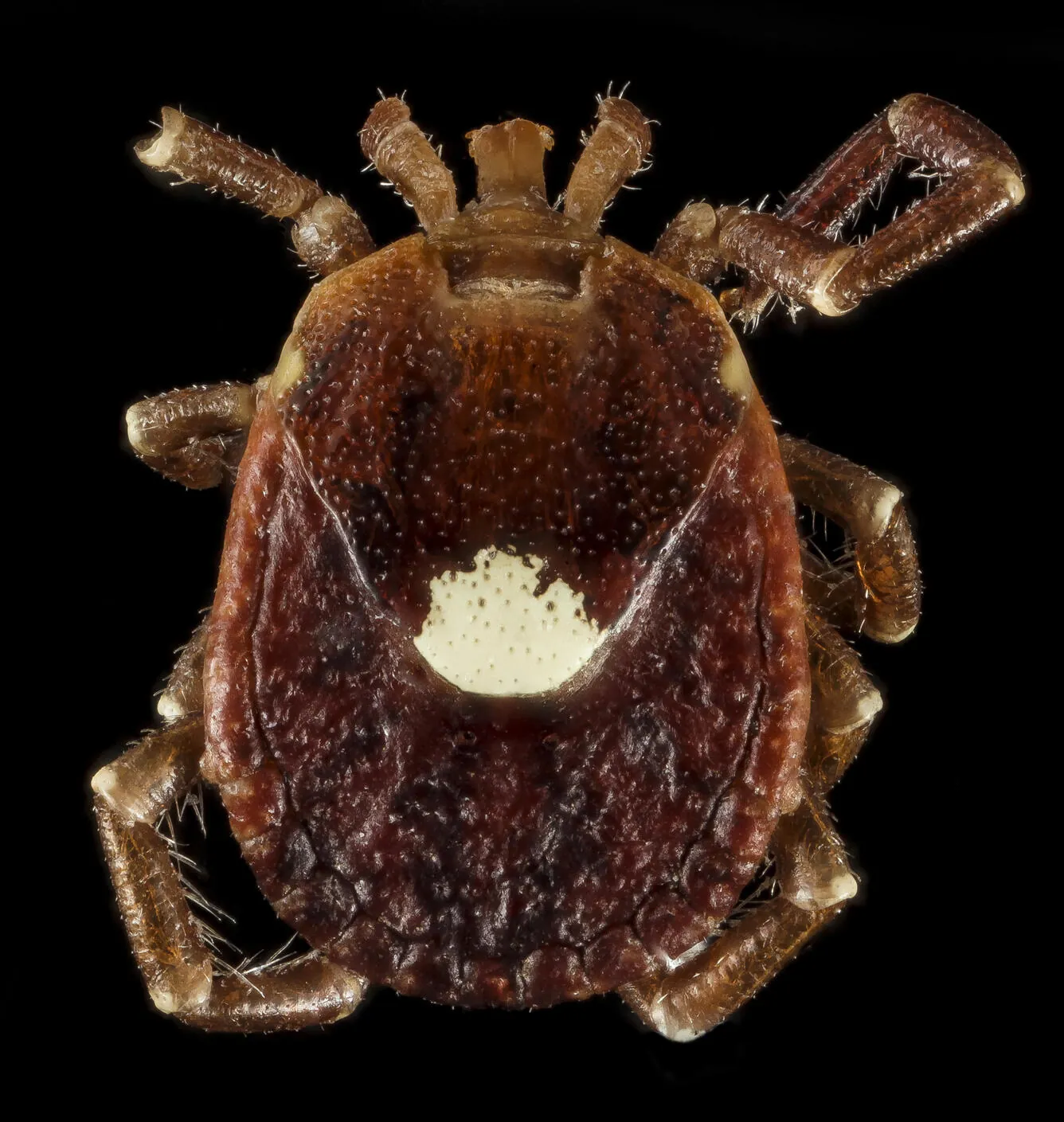 Lone star tick with a pale spot on its back