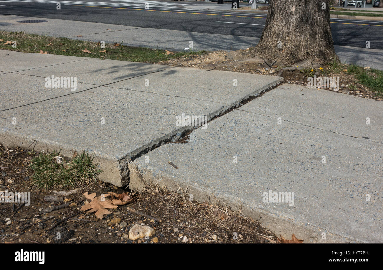 Concrete sidewalk lifted and cracked by tree roots creating an uneven walking surface