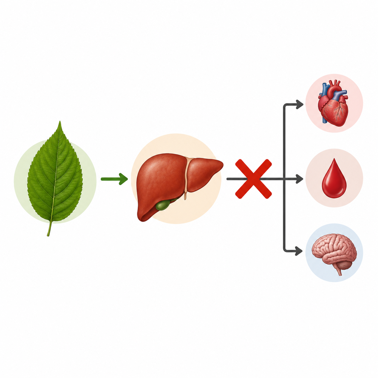Medical illustration showing kratom connected to the liver and medication effects on the heart, blood, and brain