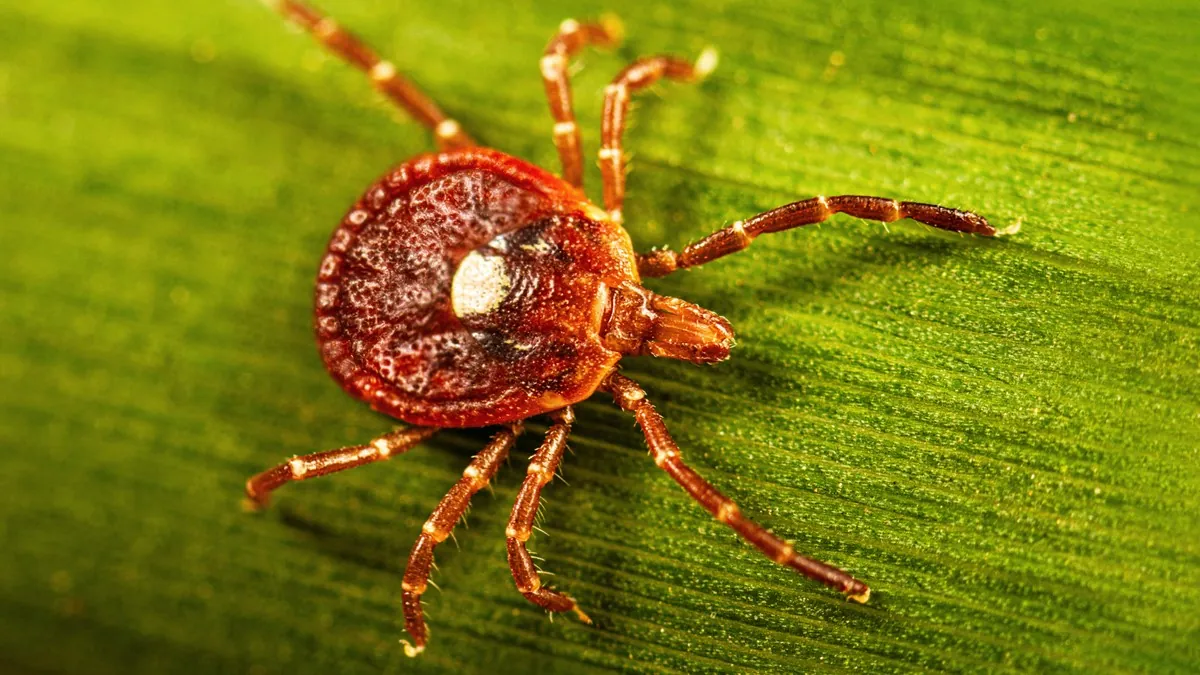Lone star tick shown close up against a light background