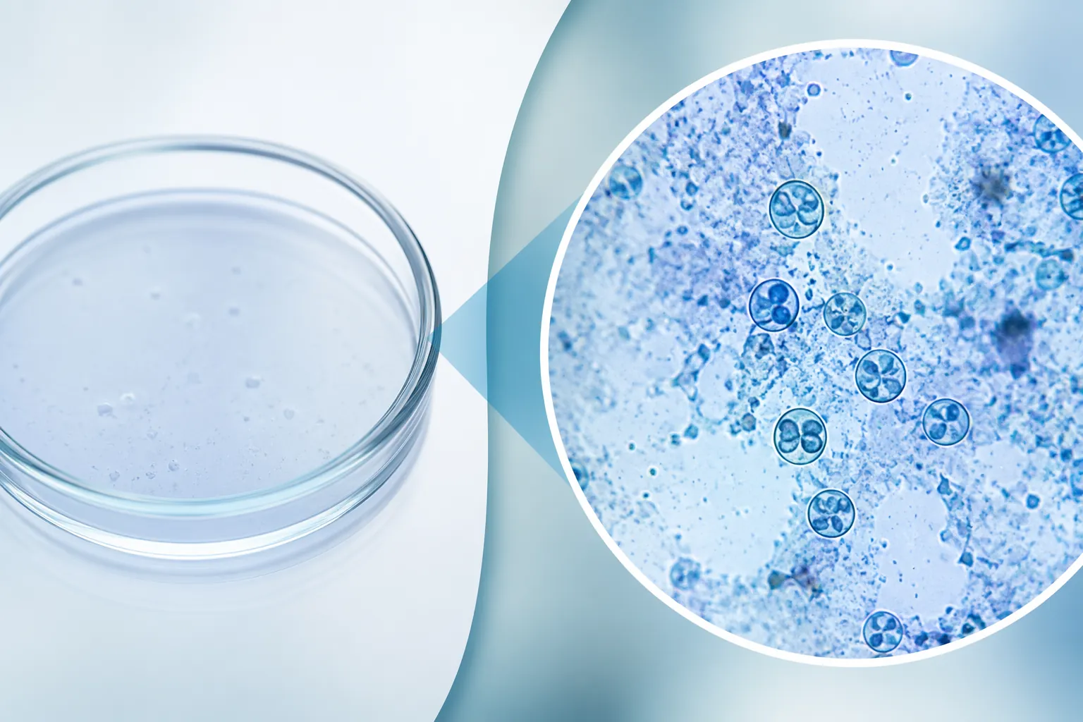 Standard petri dish beside magnified microscopic view suggesting specialized laboratory detection